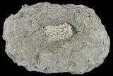 Crinoid Crown (Tholeocrinus) - Leitchfield, Kentucky #114368-1